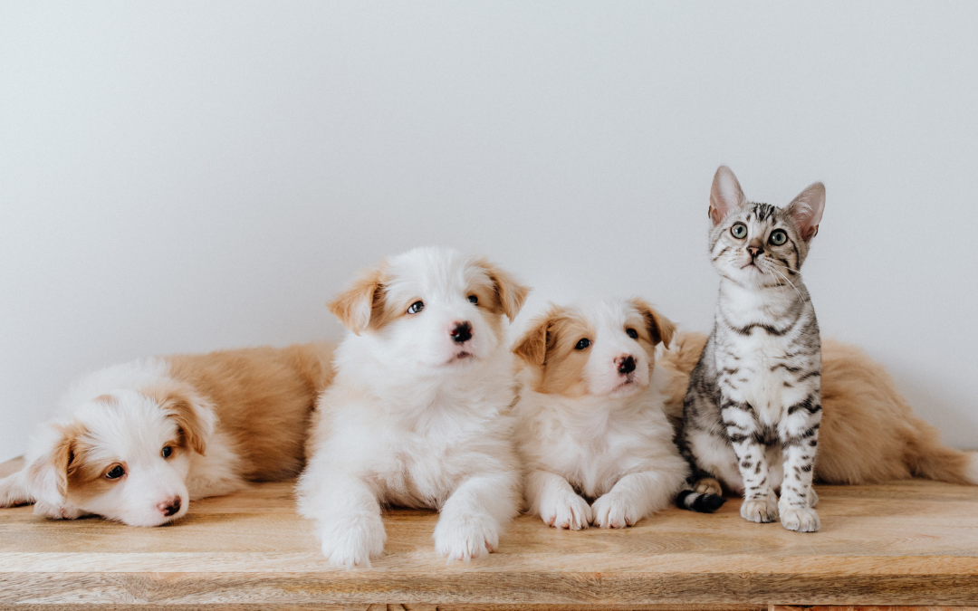 Les Marocains et les animaux de compagnie
